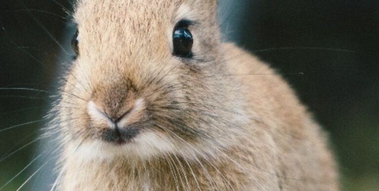 Rabbit Production and Management