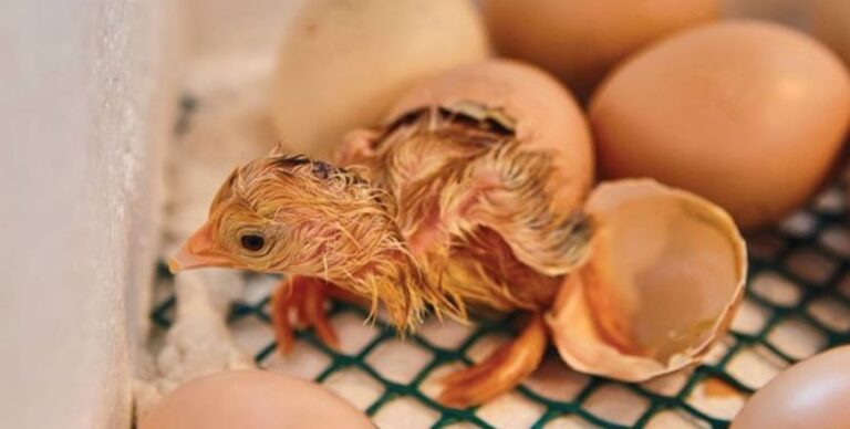 Poultry Production and Management