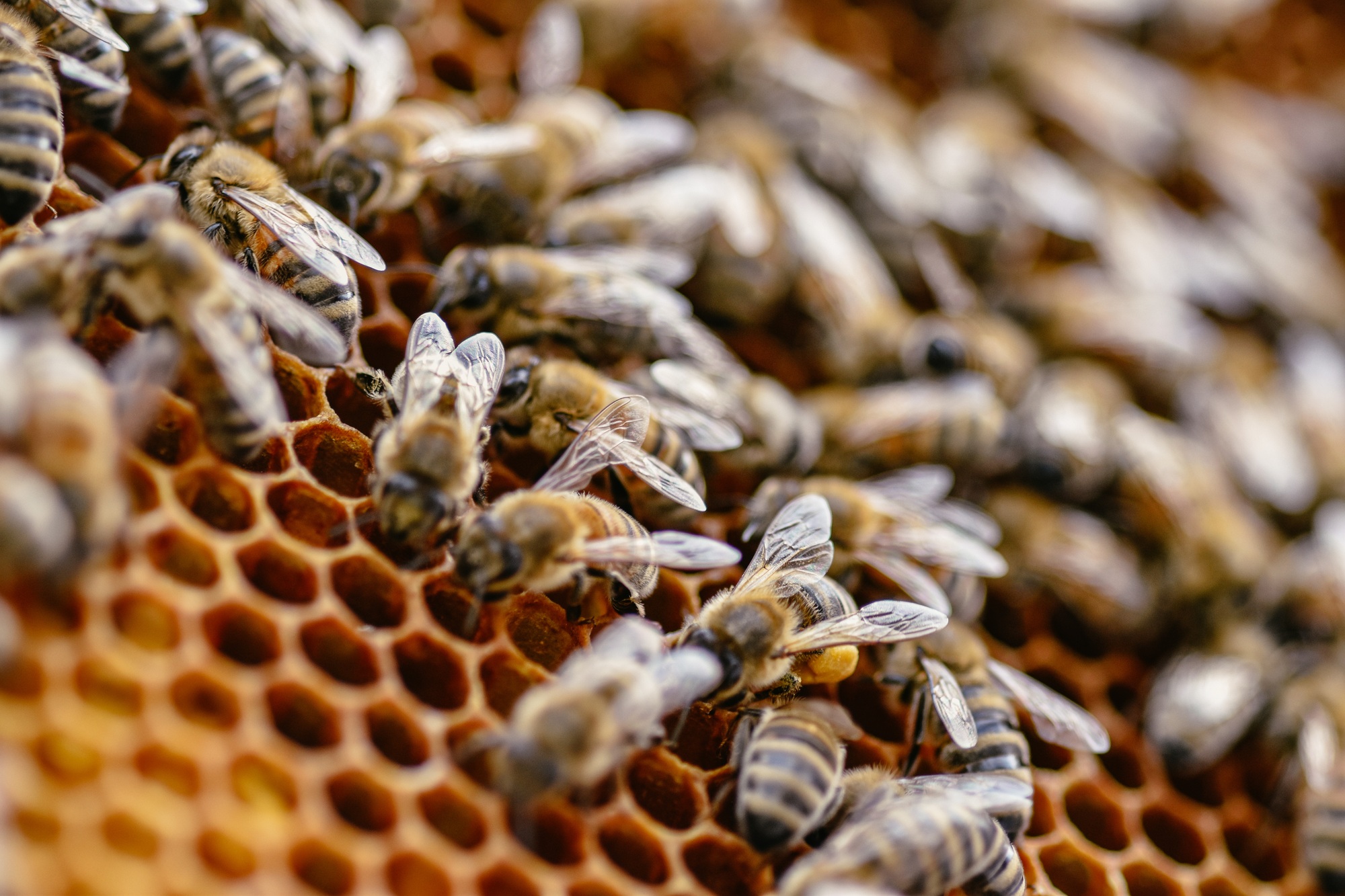 Closeup of bees on honeycomb
