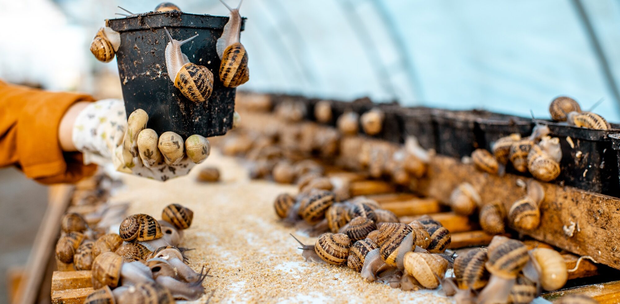 Pot for snails breeding on a farm with snails